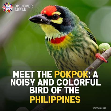 pinay teen pokpok|Meet the Pokpok: A Noisy and Colorful Bird of the Philippines.